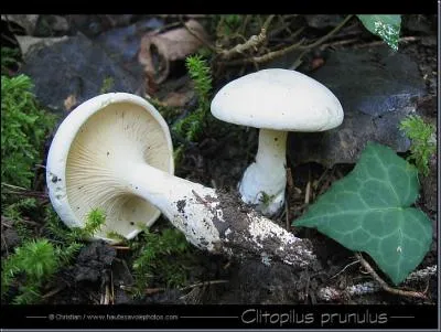 Clitopilus prunulus.