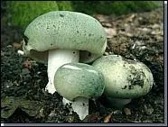 Russula virescens.