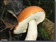 Leccinum aurantiacum.