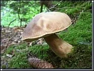 Boletus aestivalis.