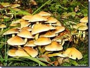 Quiz Champignons
