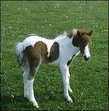 Qu'est-ce qu'un foal ?