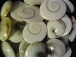 Quel est ce coquillage appel aussi Turbo rugueux que l'on trouve en Corse aprs les temptes ?