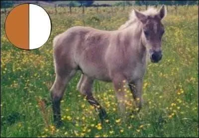 Quelle est cette robe ?