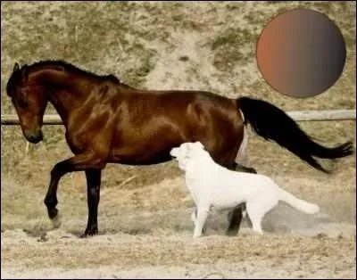 Le nom de cette robe est :