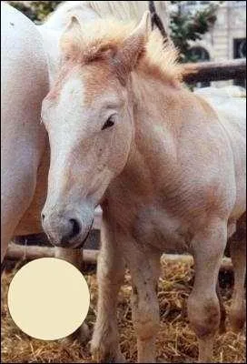 Quel est le nom de cette robe ?