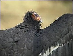 Le condor de Californie, qui tait prsent dans toute l'Amrique du Nord, a failli s'teindre  cause de la chasse, la rcolte d'ufs et surtout les intoxications au plomb. Qu'en est-il advenu ?