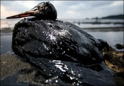 Les mares noires, fatales aux oiseaux, sont dues au dversement dans la nature :
