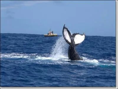 De nombreux ctacs sont victimes du trafic maritime, notamment des collisions et des ondes mises par les navires militaires. Quel(s) effet(s) ont ces ondes sur eux ?