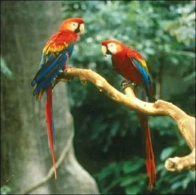 Par contre, 17 500 espces sont sur le fil de l'extinction (comme l'ara Macao), ce qui fait, depuis 2000, une augmentation de :