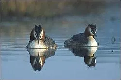 Comme Greenpeace, de nombreuses associations se mobilisent pour le maintient des espces dans leur milieu. Quelle association a agi pour viter la disparition du grbe hupp de nombreuses rgions ?