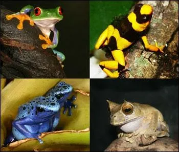 120 espces d'amphibiens ont dj disparu, et 2 000  3 000 autres sont menaces d'extinction  cause ?