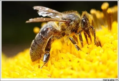 Les abeilles, essentielles pour la pollinisation des plantes et donc pour l'agriculture et la stabilit de la biodiversit, sont en voie d'extinction,  cause ?