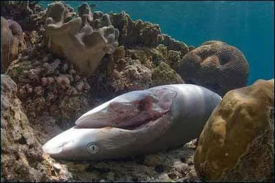 Chaque anne, plus de 100 millions de requins sont tus. Que leurs prend-on avant de les rejeter en mer, vivants, ne pouvant pas nager, mourant asphyxis sur le fond marin ?