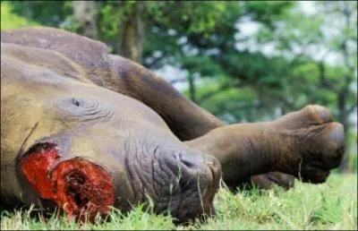 Pourquoi les rhinocros blancs sont-ils traqus et tus ?