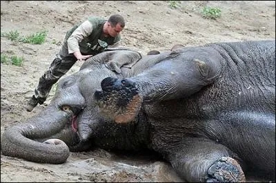 La population des lphants est passe, depuis le dbut du XXe sicle, de 3 millions  500 000 aujourd'hui. Ils sont chasss par des braconniers :