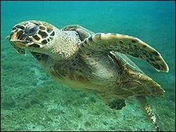 La tortue imbrique est srement l'espce de tortue marine qui a le plus subi la prdation humaine (son nombre a baiss de 80 % dans certaines rgions voire parfois compltement disparu). Pourquoi ?