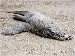 Quel surnom lui donne-t-on ?