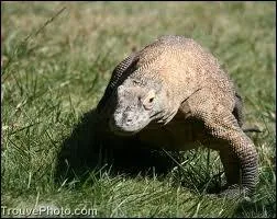 O vit le varan de Komodo ?