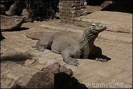 Quelle est son esprance de vie dans la nature ?