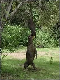 Quel est son rgime alimentaire ?