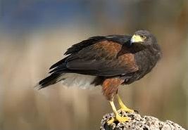 Quiz Rapaces