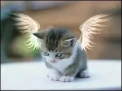 Qu'est-ce que Chi aime plus que tout ?