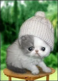 Chi croit qu'un des objets appartenant  Yohei est sa proie. De quel objet parle-t elle ?