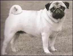 Cette race de chien est l'homonyme d'une ville lorraine. Dans quel dpartement se situe-t-elle ?