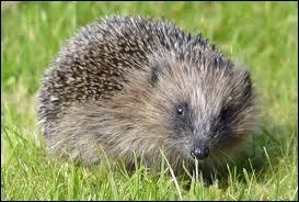 Ce charmant petit animal est l'homonyme parfait d'une commune de la rgion ...