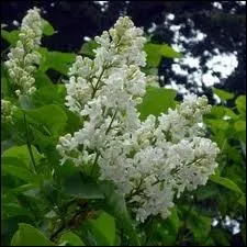 Rajoutez l'article  les  devant le nom de cette fleur et vous aurez le nom d'une ville d'Ile-de-France qui se situe dans le dpartement ...