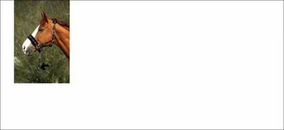 Quelle partie du licol correspond  cette image ?