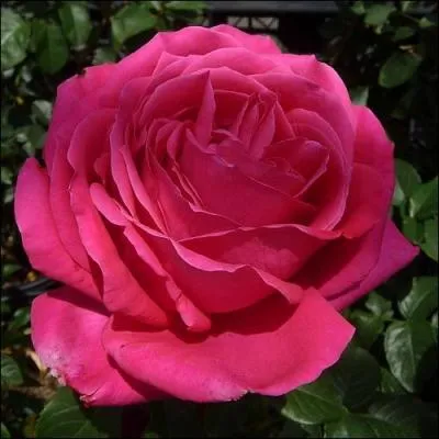 Comment dit-on Magenta en japonais ?