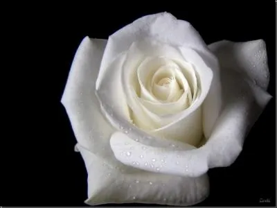 Comment dit-on Blanc en japonais ?