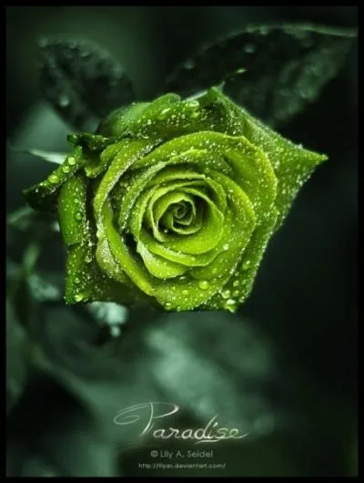 Comment dit-on Vert en japonais ?