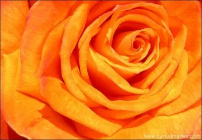 Comment dit-on Orange en japonais ?