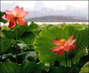 Cette plante est sacrée dans les religions orientales, mais on utilise également le rhizome pour en faire de la fécule laquelle est riche en vitamine C.