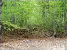 Que va-t-il arriver  la fort dans  Minuit  ?