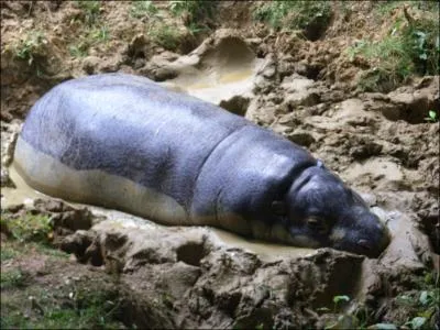 Quelle est cet sorte d'animal ?