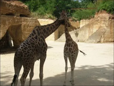 Quels sont ces grand animaux ?
