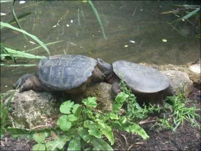 Quelles sont ces deux btes ?