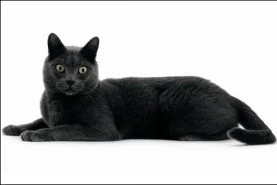 Quelle est la race de ce chat ?
