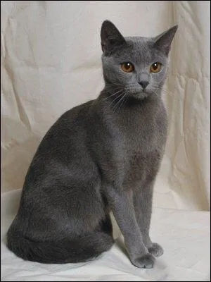 Quelle est la race de ce chat ?