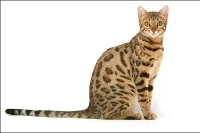 Quelle est la race de ce chat ?