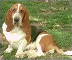 Quelle est la race de ce chien ?