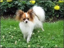 Quelle est la race de ce chien ?