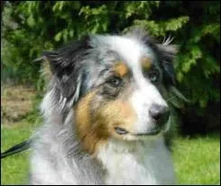 Quelle est la race de ce chien ?