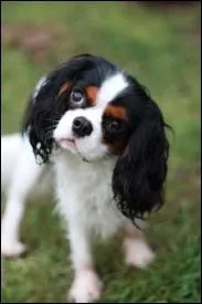 Quelle est la race de ce chien ?