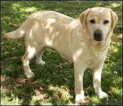 Quelle est la race de ce chien ?