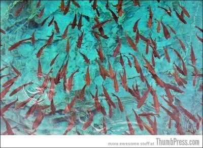 Je suis un parc national, je fais partie du patrimoine mondial de l'UNESCO, on m'appelle galement Nine Valley Villages, le panda gant hante mes forts, o me trouve-t-on ?